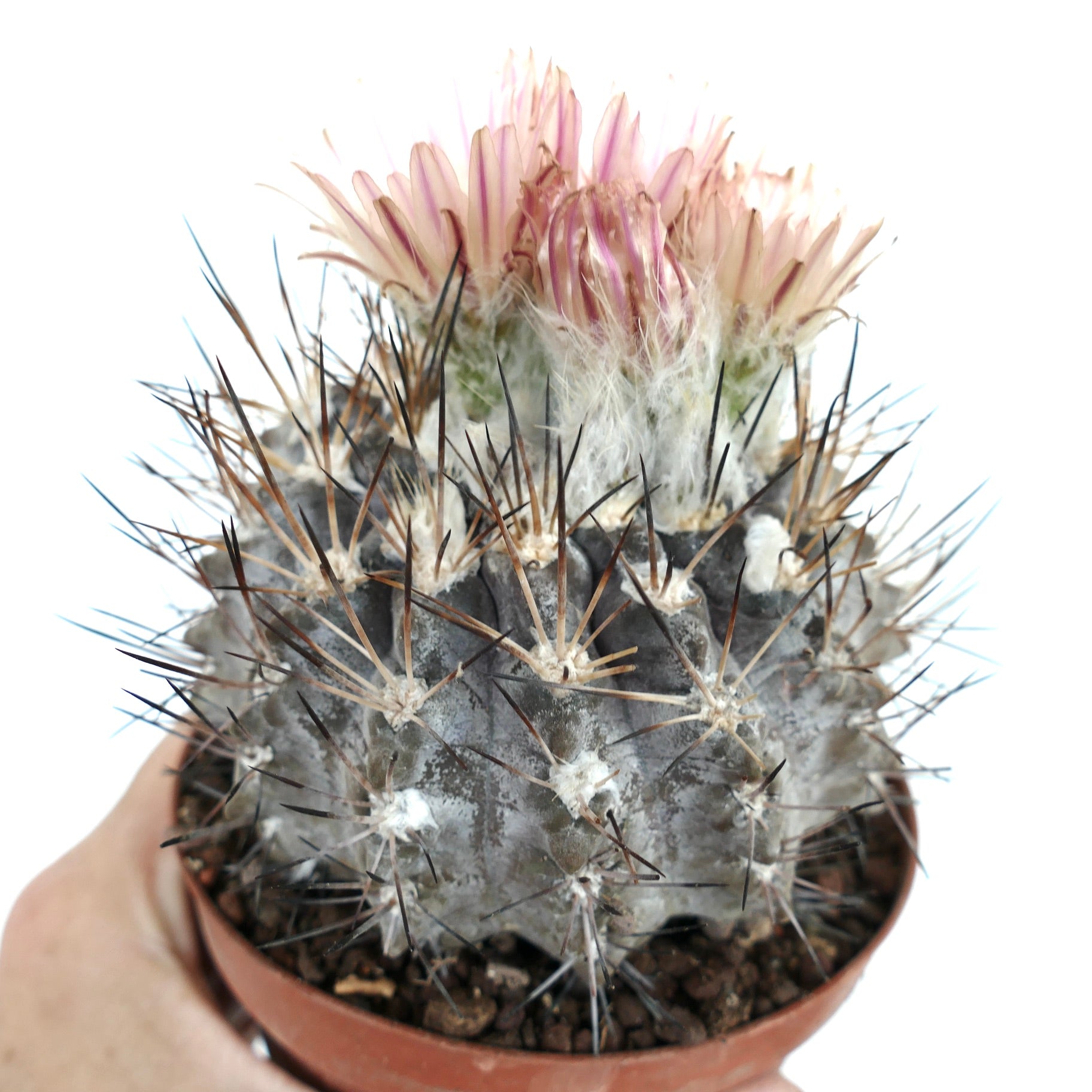 Pyrrhocactus vertongenii sjelden saftig kaktus med grå kropp, lange pigger og rosa blomster