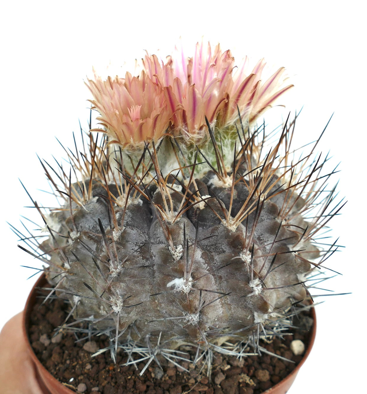 Pyrrhocactus vertongenii sjelden kaktus med tette, skarpe pigger og blek rosa blomster i potte