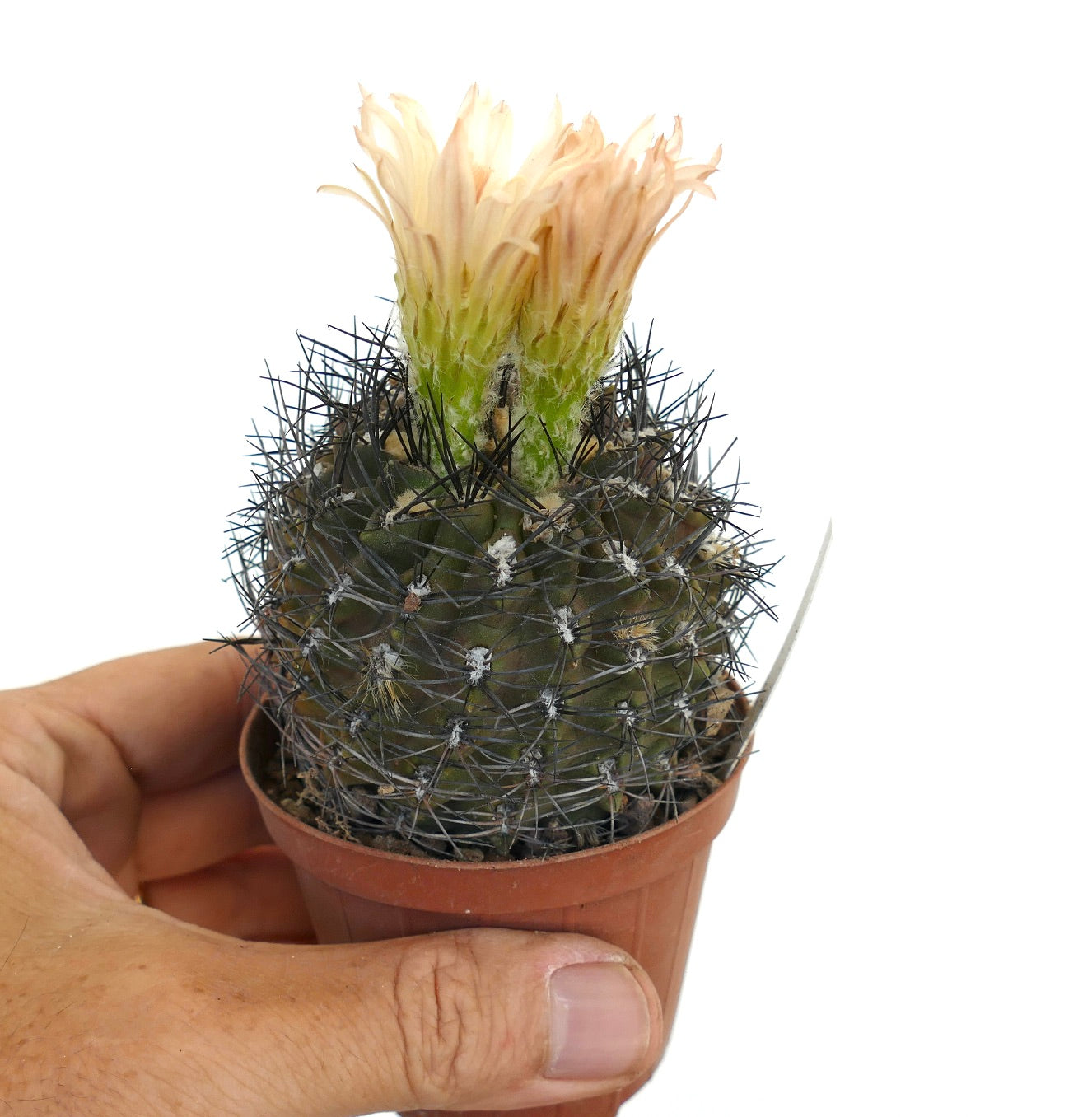 Pyrrhocactus vexatus SAB19