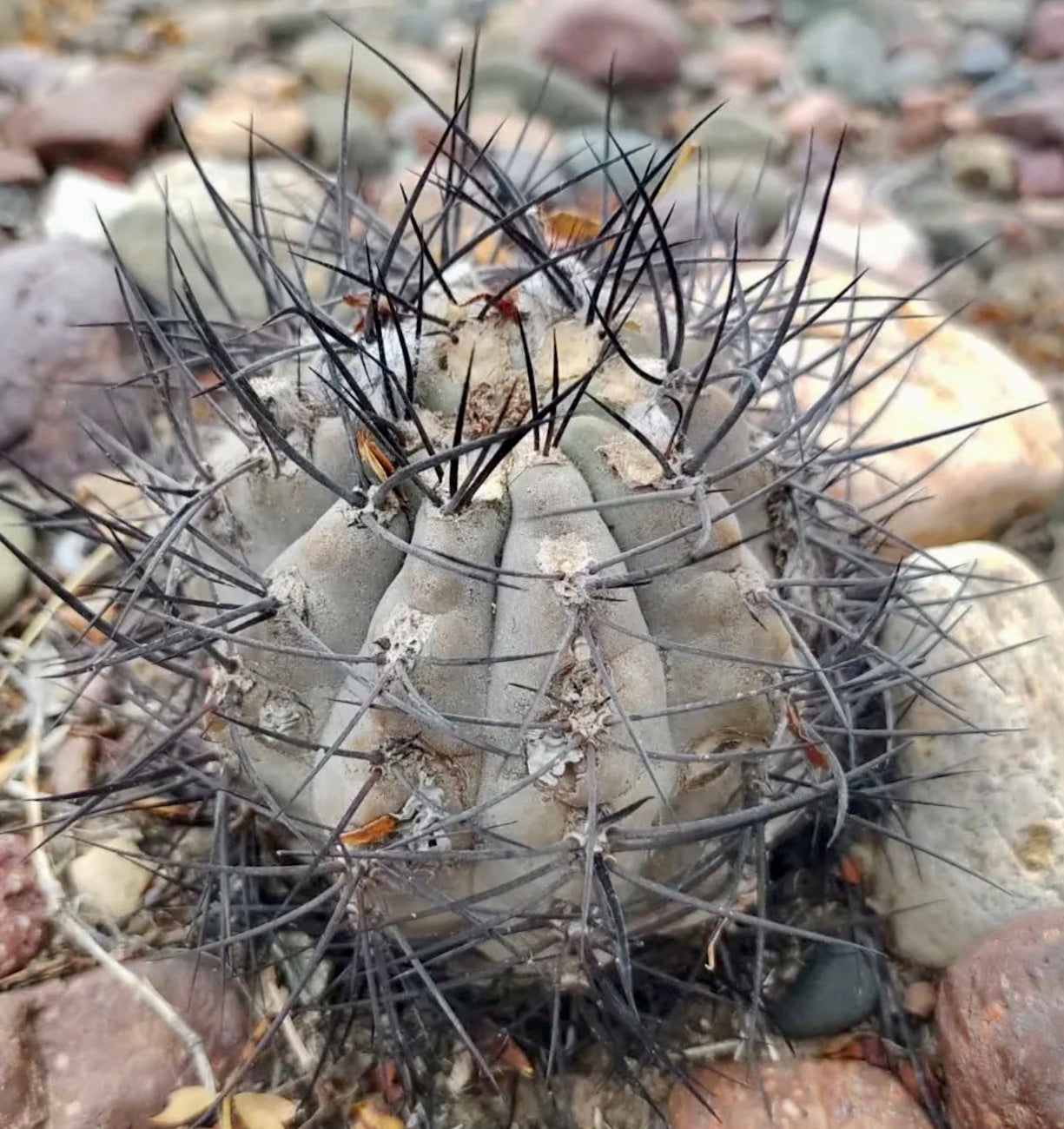 Pyrrhocactus villicumensis liten grå kaktus med tette, lange svarte pigger i steinete jord