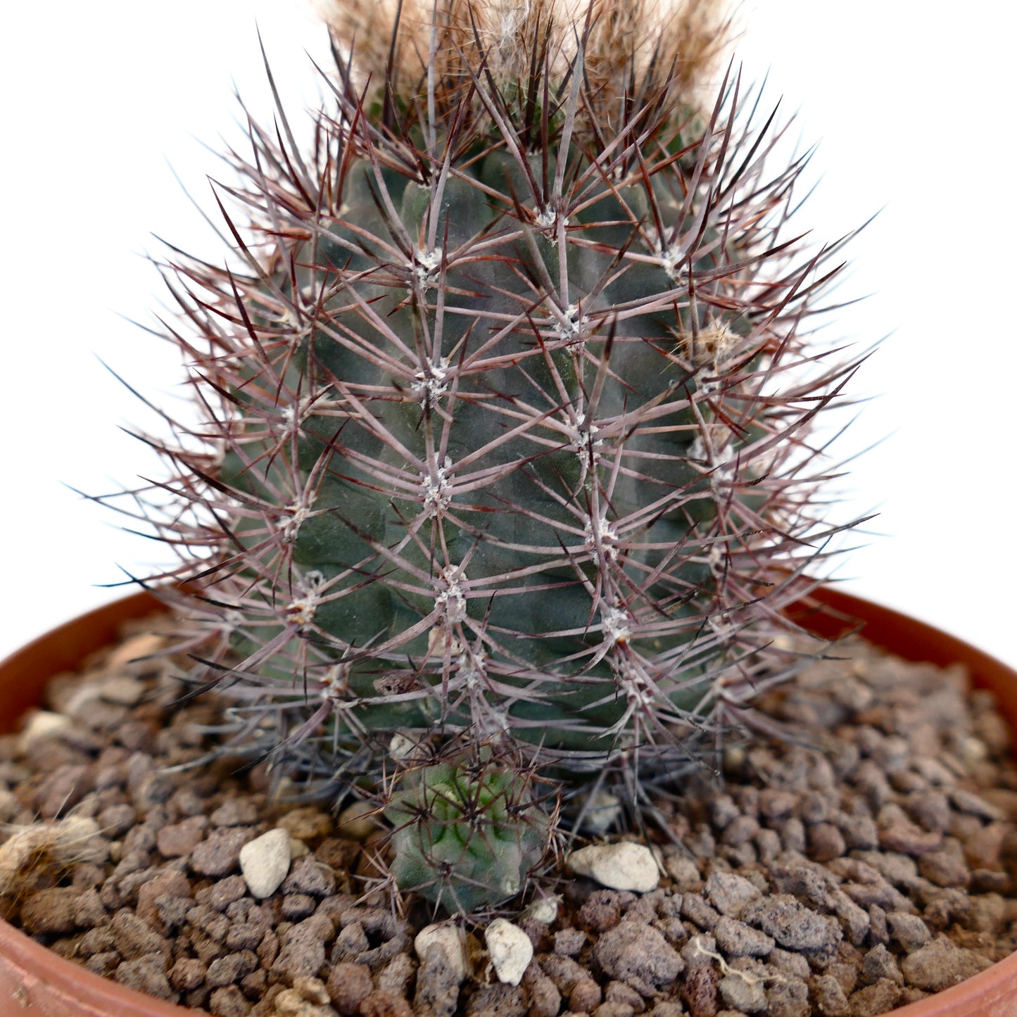 Pyrrocactus AW293 (Los Colorados, Chile) 01/80