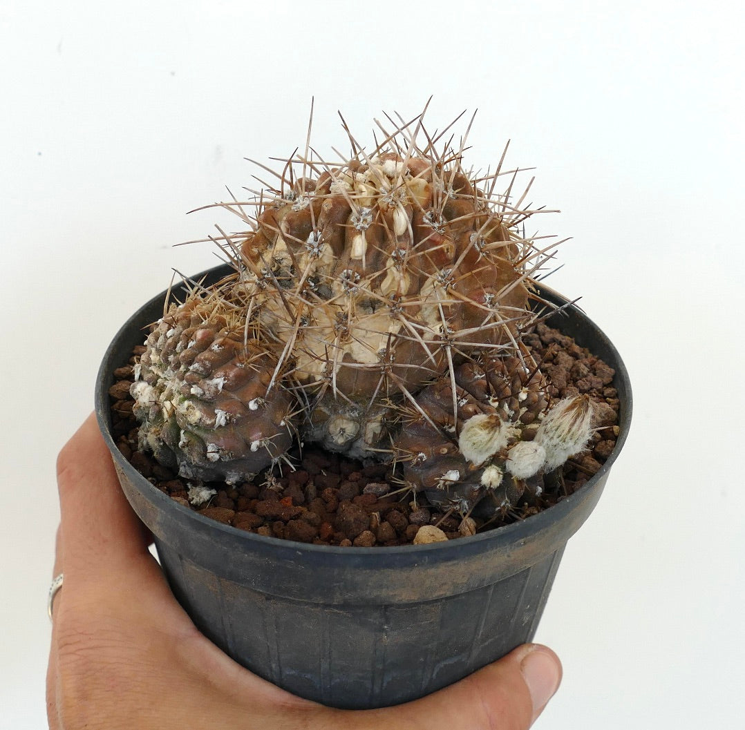 Pyrrocactus affinis to specie of Vilos Illapel, Chile 3 HEADS CLUSTER C283