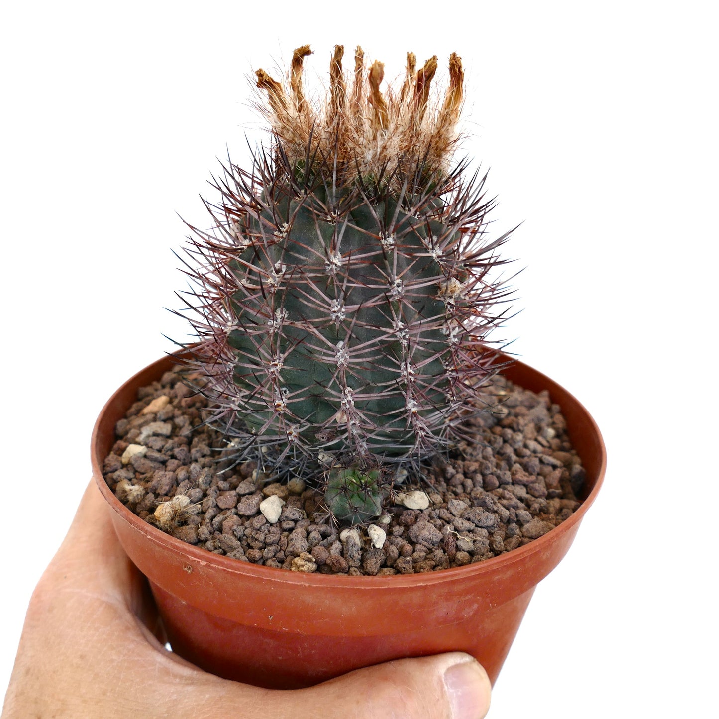 Pyrrocactus AW293 (Los Colorados, Chile) 01/80