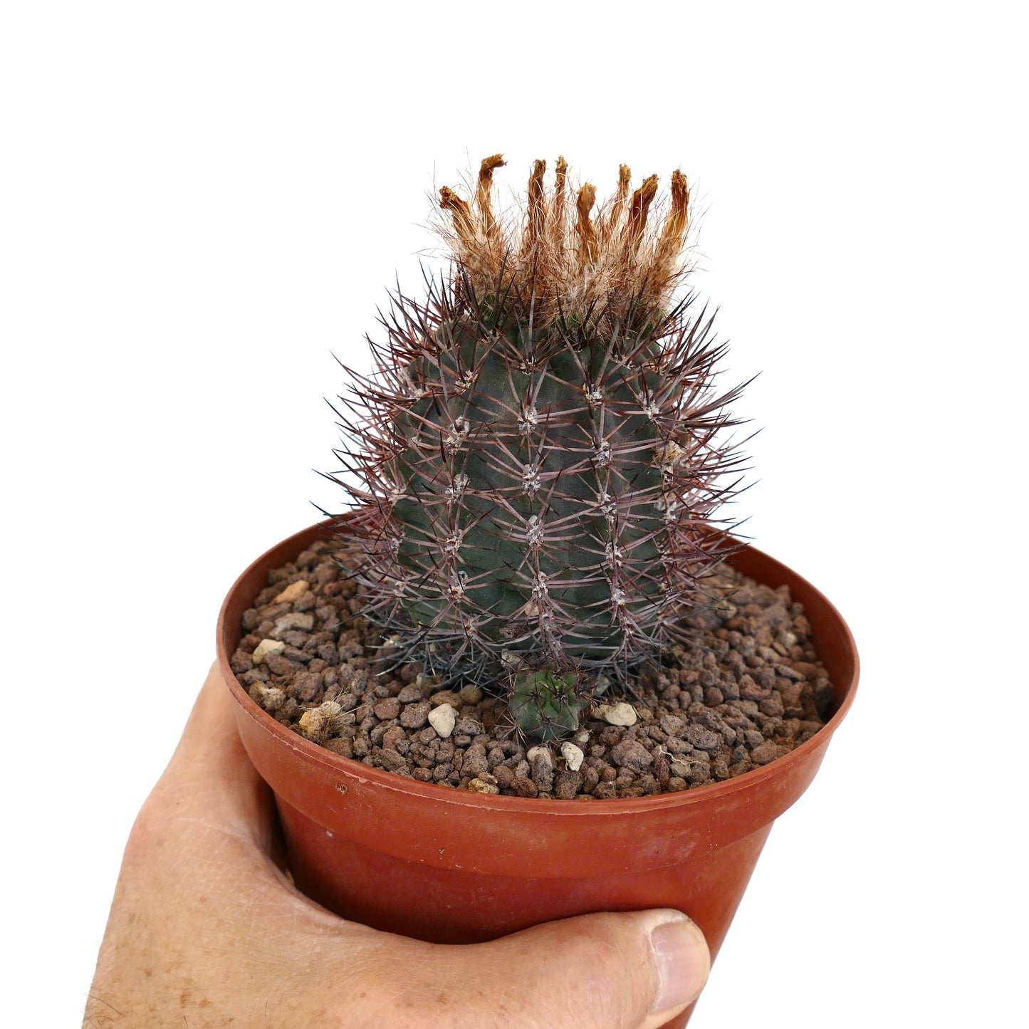 Pyrrocactus AW293 (Los Colorados, Chile) 01/80