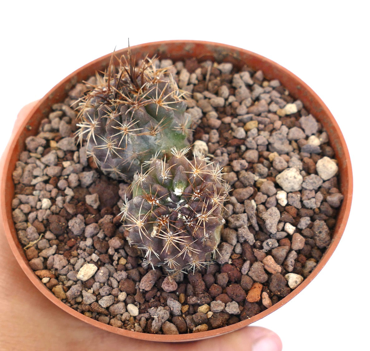 Pyrrhocactus strausianus (syn. Eriosyce) Los Colorados, CHILE (2 seedings) COP8