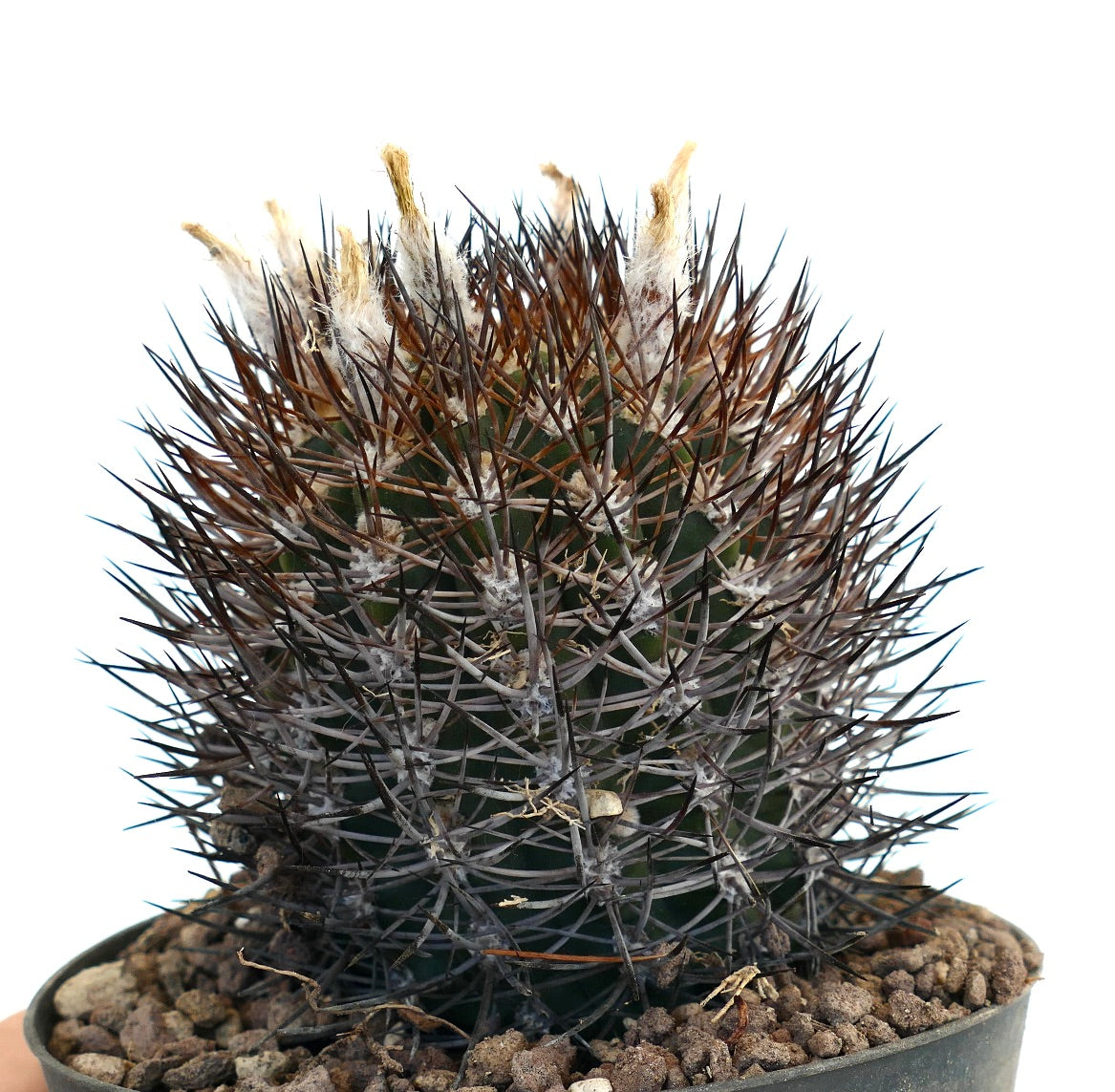 Pyrrocactus sp. (Los Colorados, Chile) 993