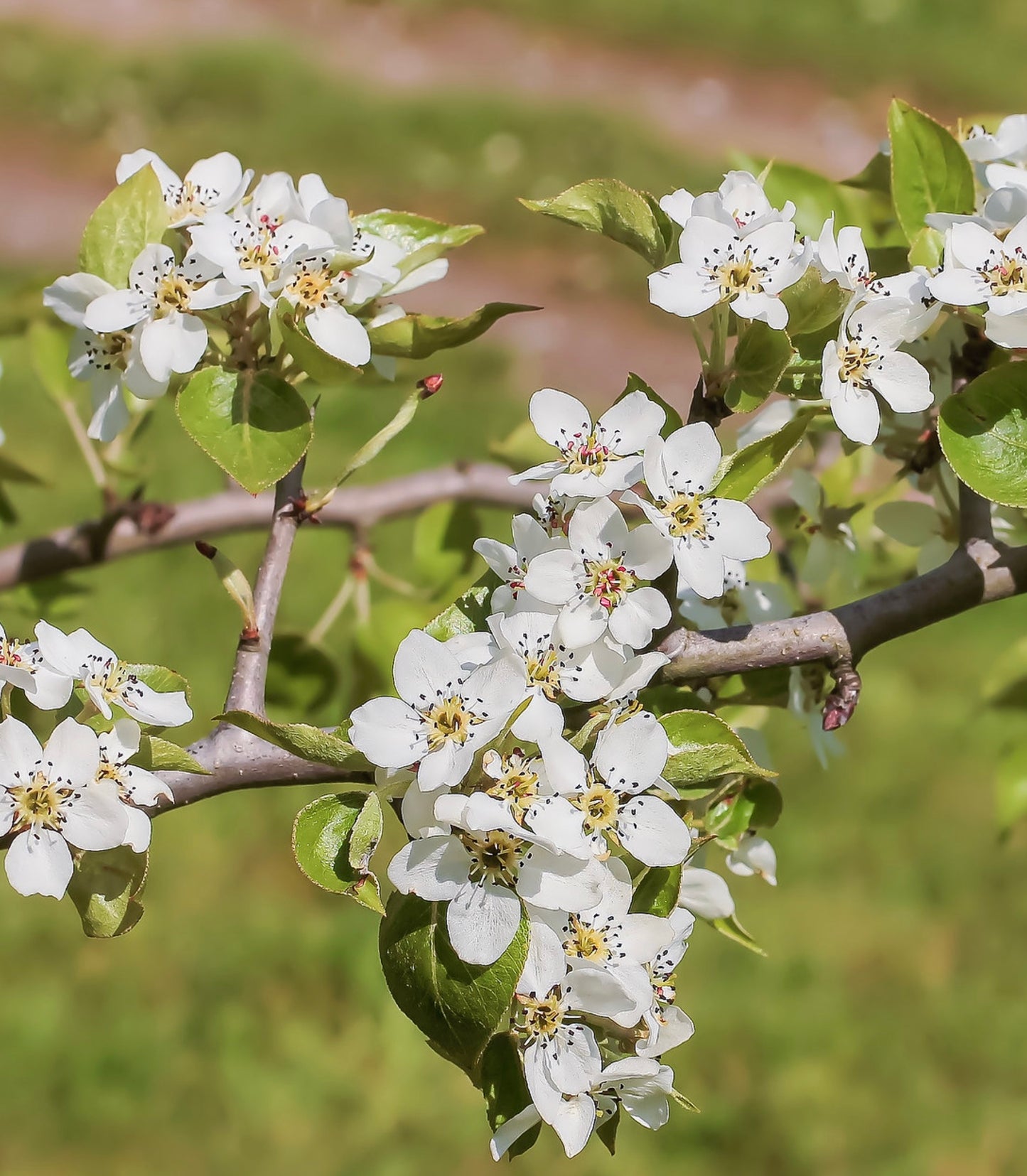 Pyrus betulifolia delicate white blossoms with green leaves on woody branches outdoors