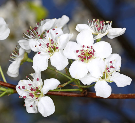 Pyrus calleryana delicate white flowers with pink stamens on brown branches