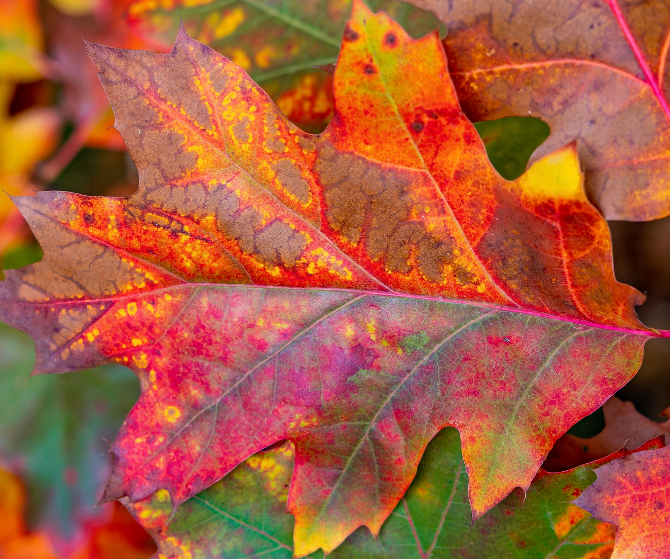 Quercus acerifolia vibrant autumn leaves with red, orange, and yellow hues close-up