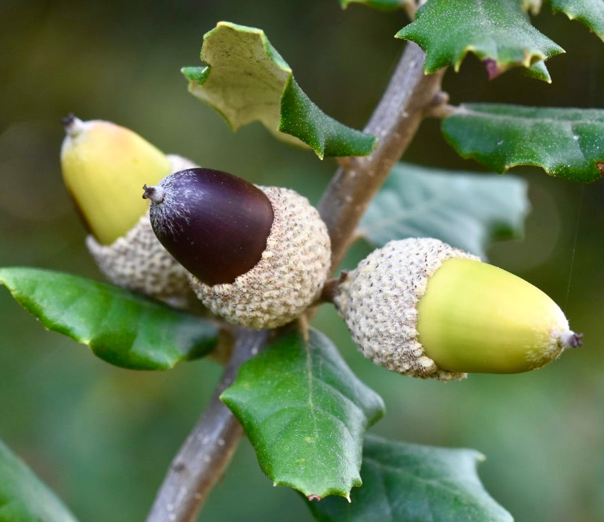 Close-up of Quercus ilex (holm oak) branch with three acorns in different stages of ripening, attached to rough caps and surrounded by dark green spiny leaves