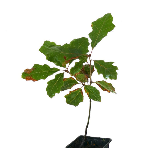 Quercus acerifolia young tree with lobed green leaves and brown edges in pot