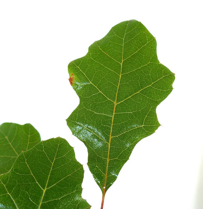 Quercus acerifolia glossy green lobed leaves with visible veins close-up