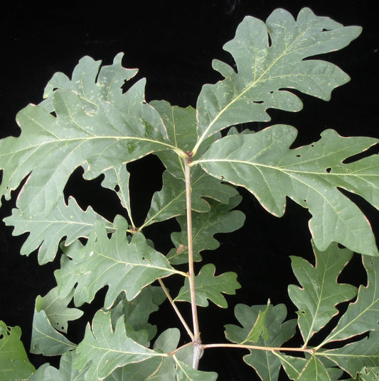 Quercus alba