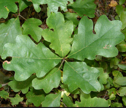 Quercus bicolor 20-40cm