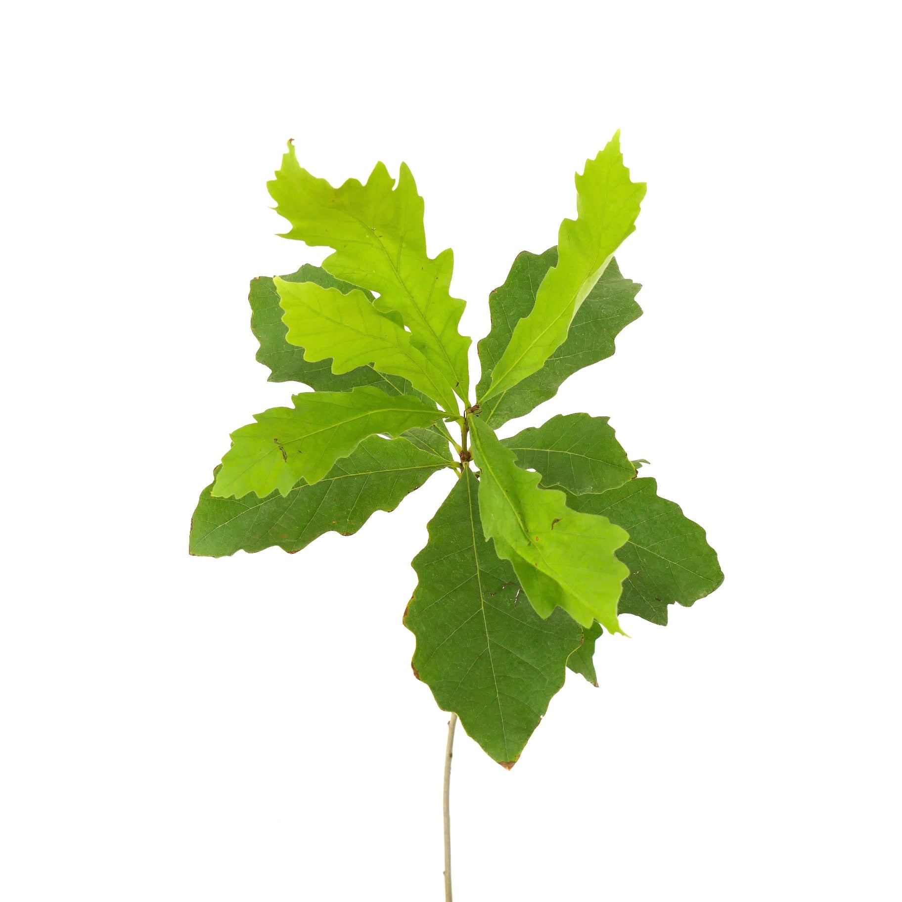 Jeunes feuilles vertes de Quercus bicolor avec des bords lobés et une texture lisse