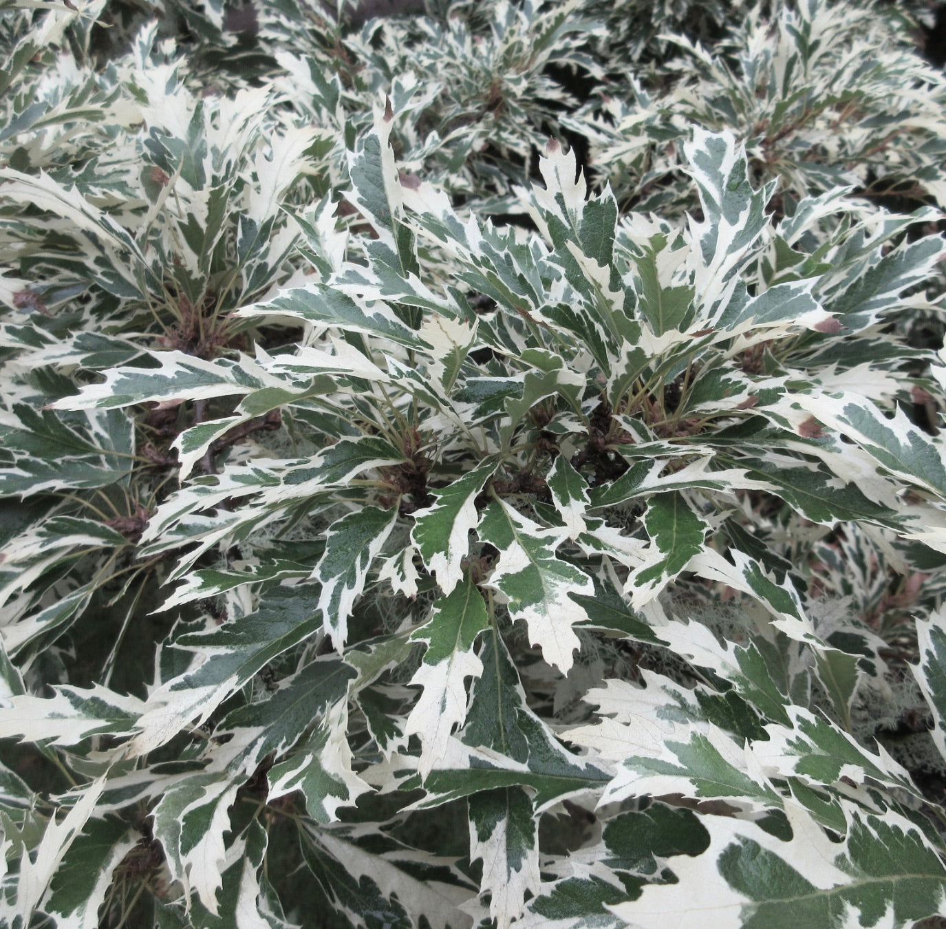 Quercus cerris cv "CLOUD DREAM" VARIEGATA 