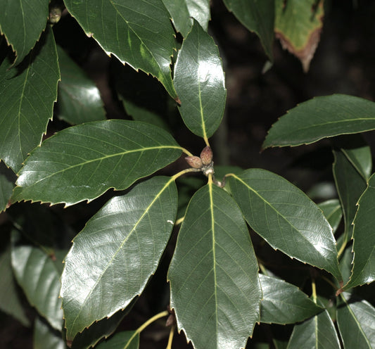 Quercus glauca 5-15cm