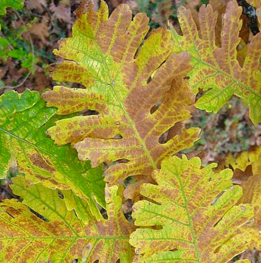 Quercus haynaldianum