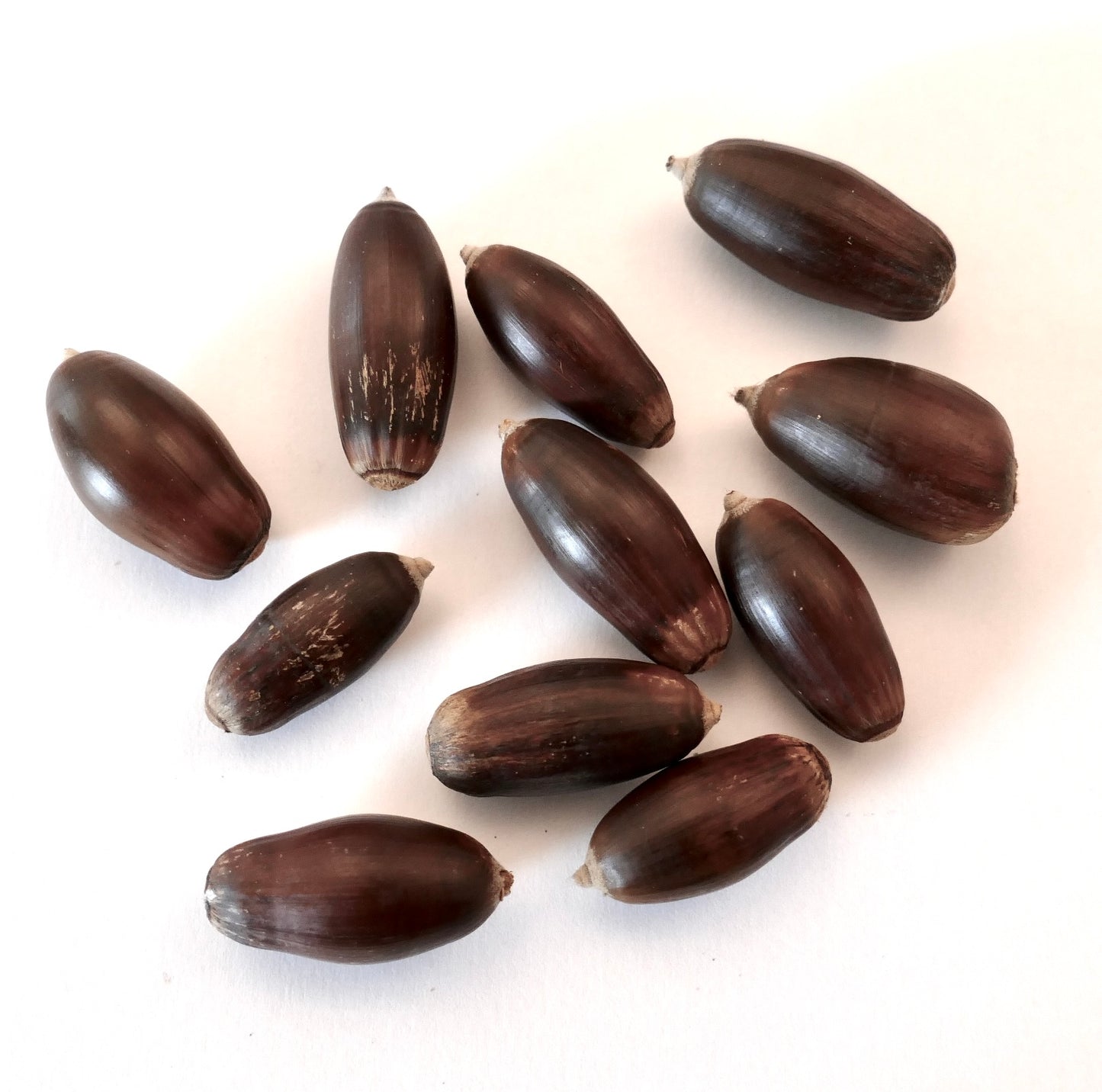 Quercus ilex SEEDS