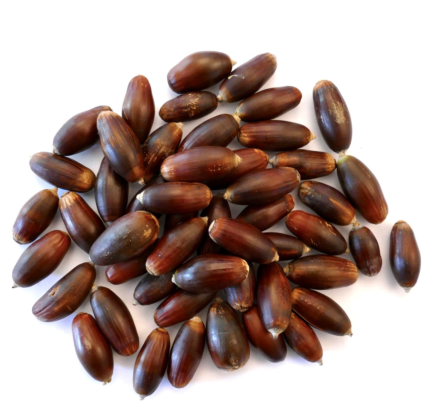 Quercus ilex SEEDS