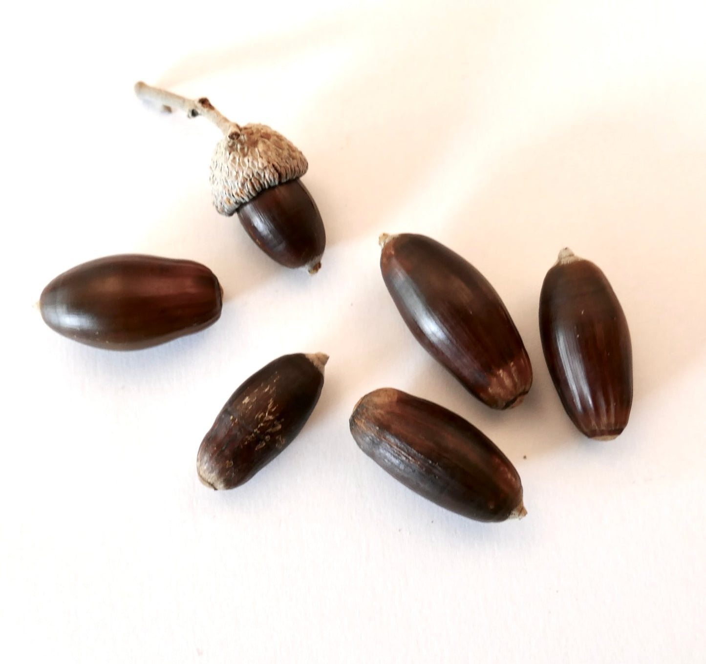Quercus ilex SEEDS