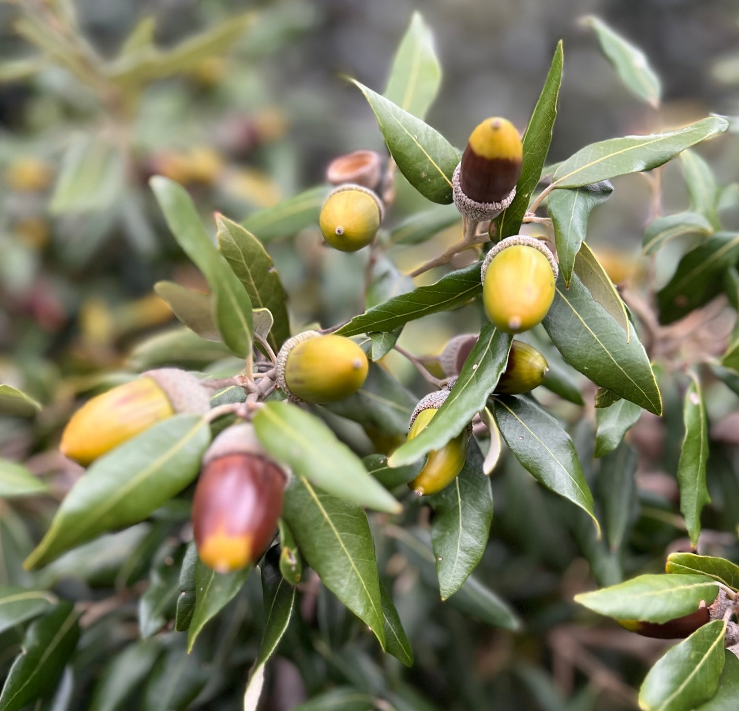 Quercus ilex x fusiformis SEEDS