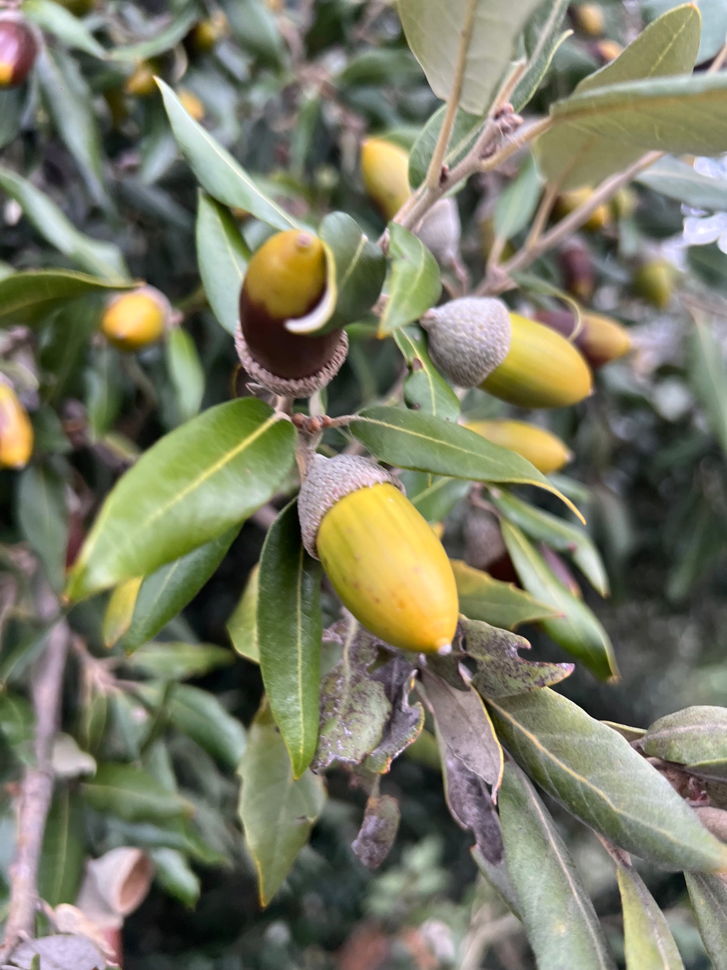 Quercus ilex x fusiformis SEEDS
