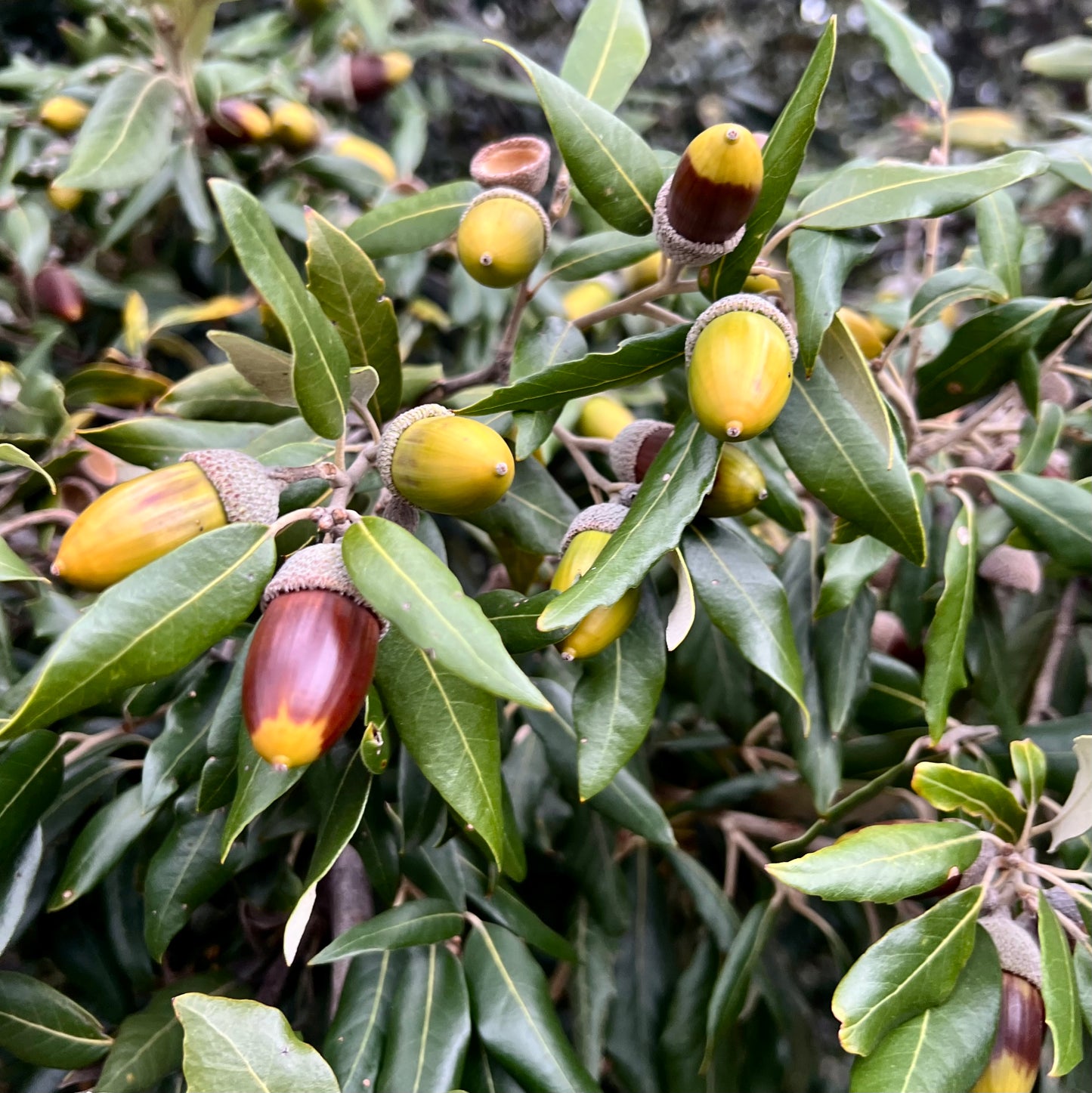 Quercus ilex x fusiformis SEEDS