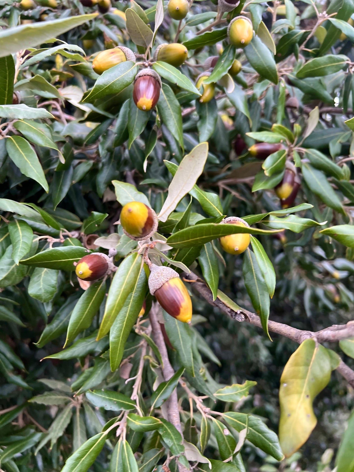 Quercus ilex x fusiformis SEEDS