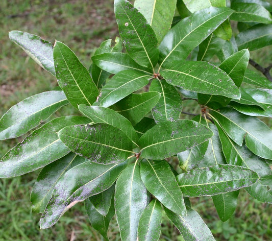 Quercus imbricata 15-40cm