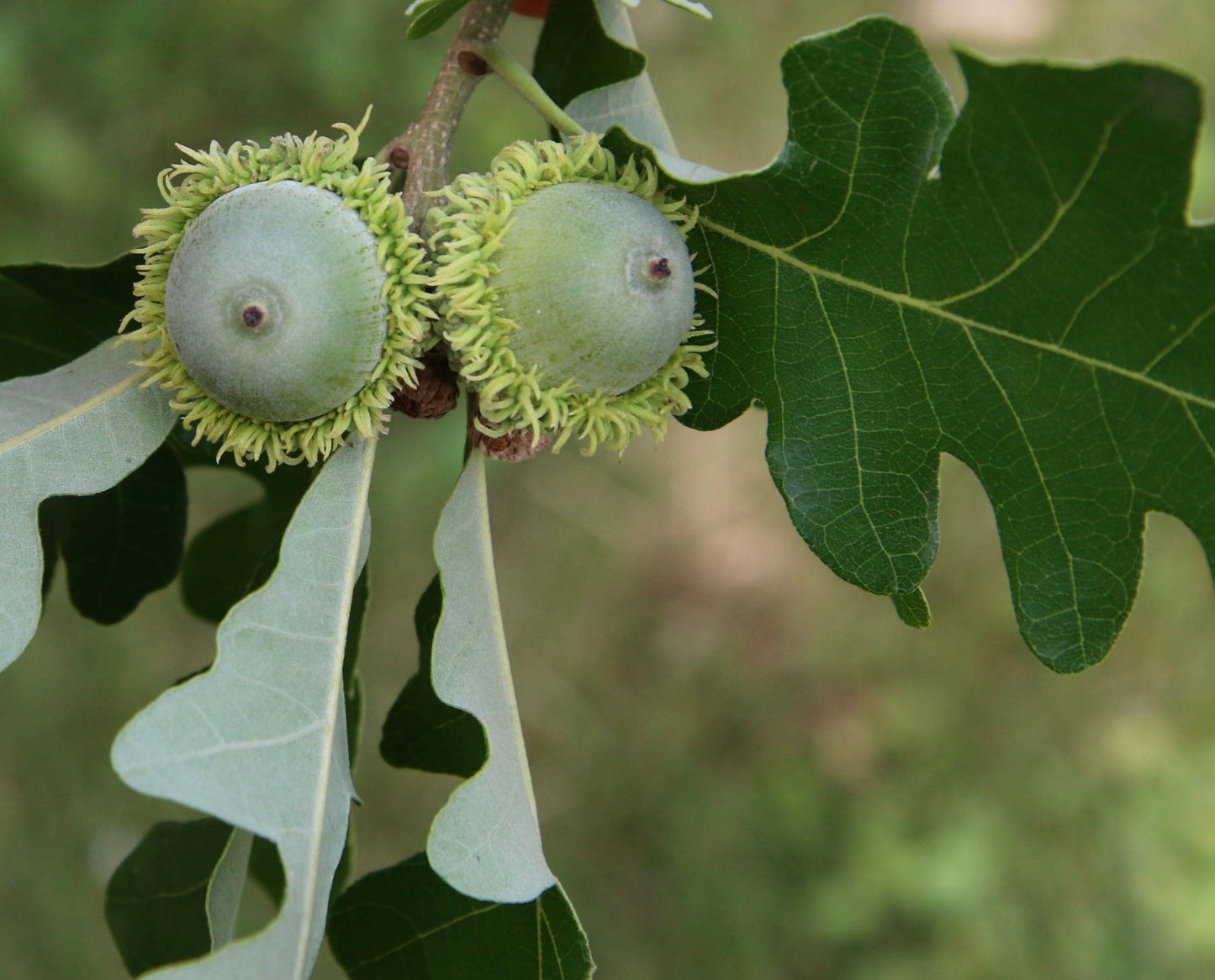 Quercus macrocarpa 5-25cm