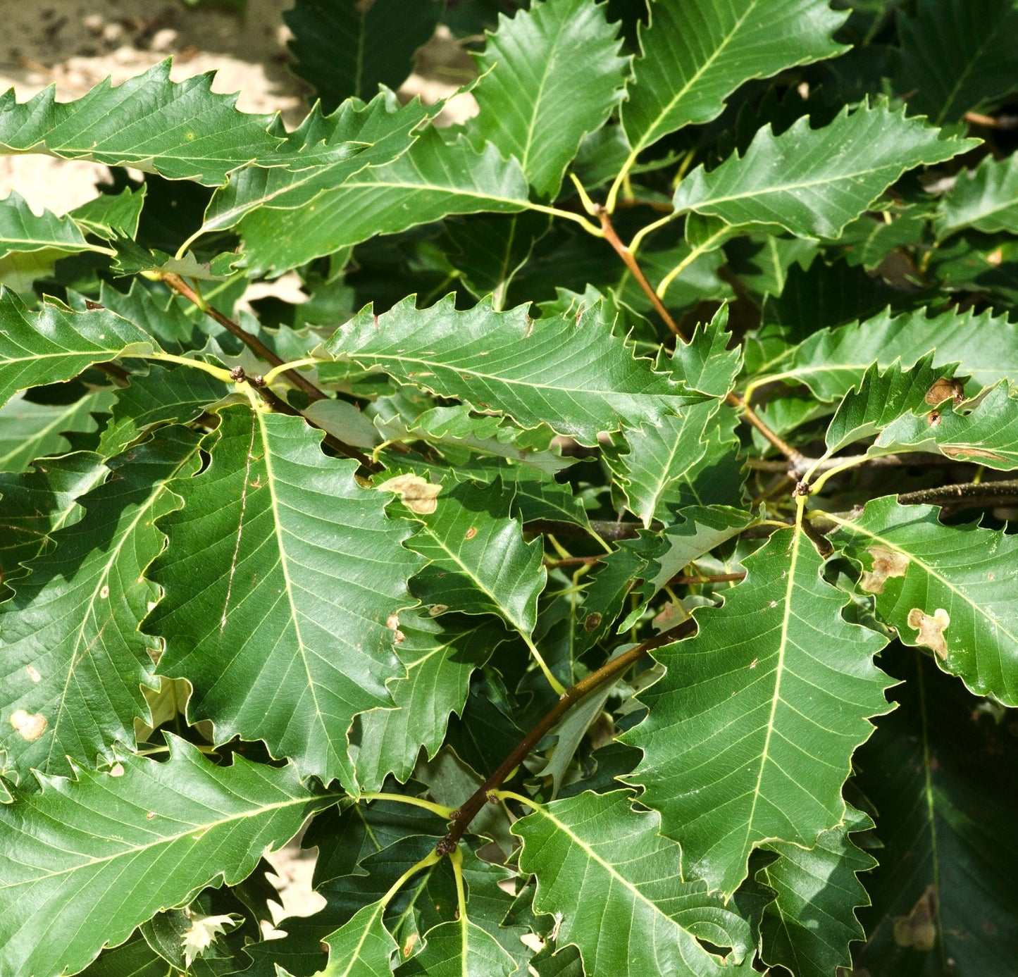 Quercus muehlenbergii 10-30cm