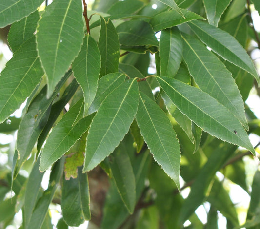 Quercus myrsinifolia