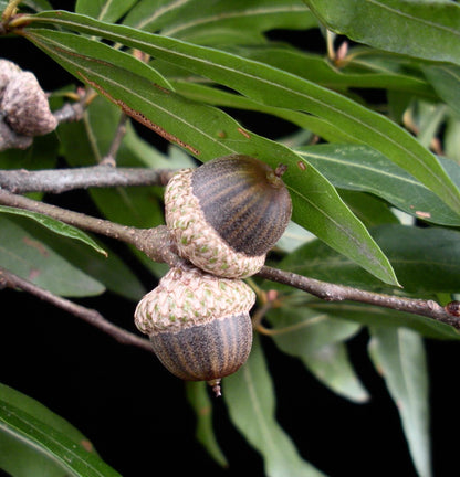 Quercus phellos close-up of acorns and elongated green leaves on branch