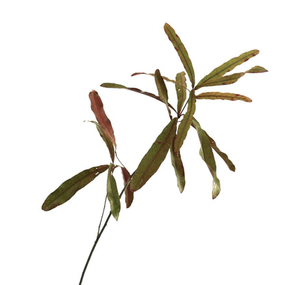 Quercus phellos hojas verdes delgadas con bordes marrón rojizo en ramas delgadas