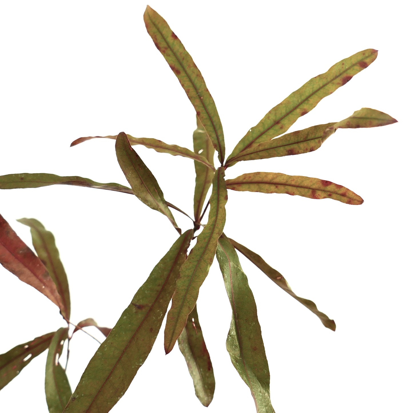 Quercus phellos hojas verdes delgadas y alargadas con manchas y venas rojizas