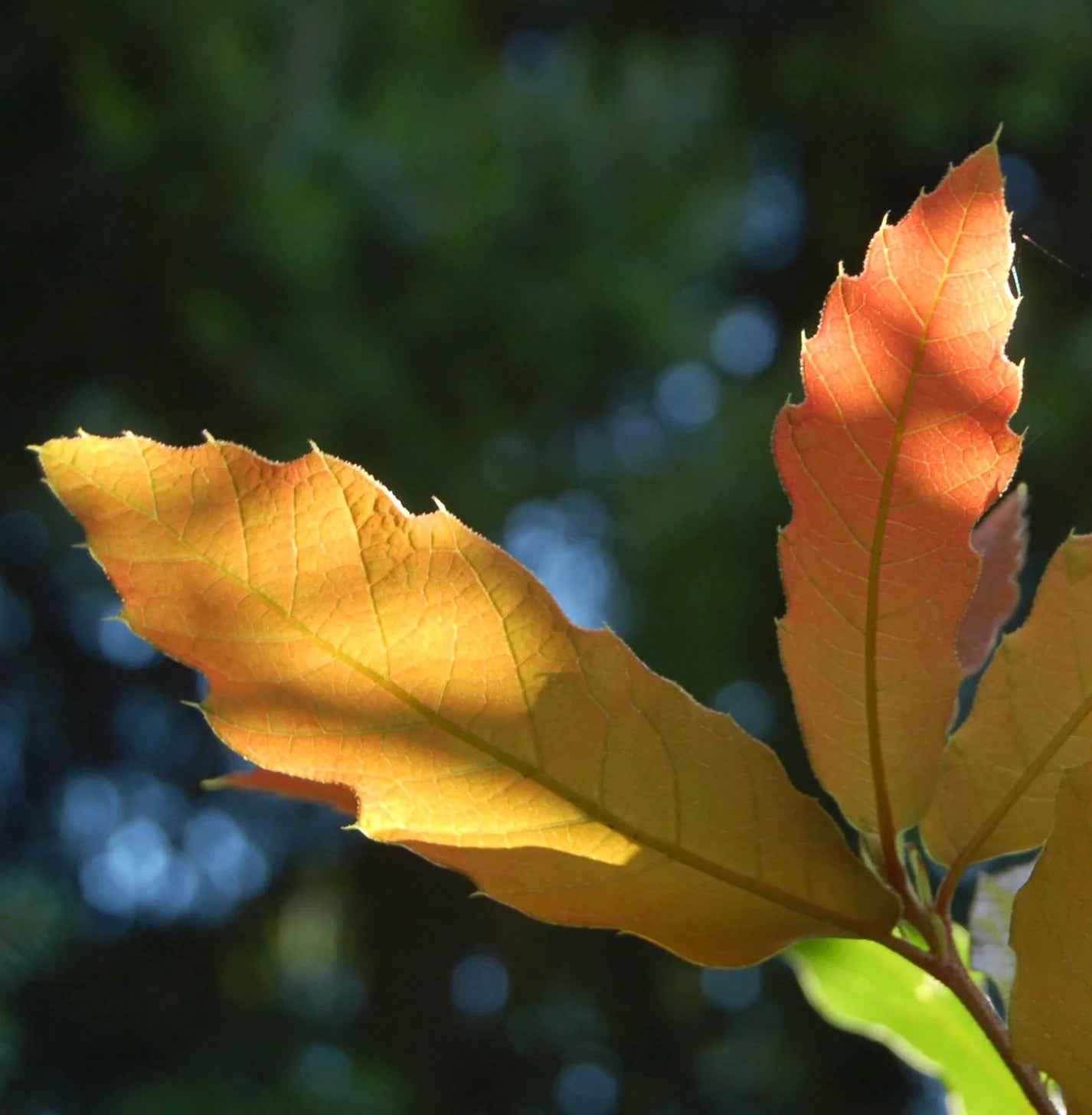 Quercus rhysophylla cv 'Maya' 5-20cm