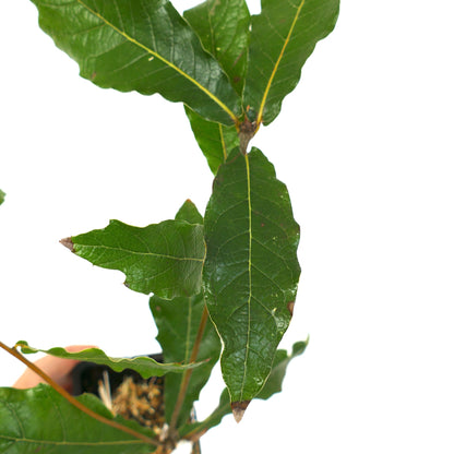 Quercus rhysophylla cv 'Maya' 5-20cm