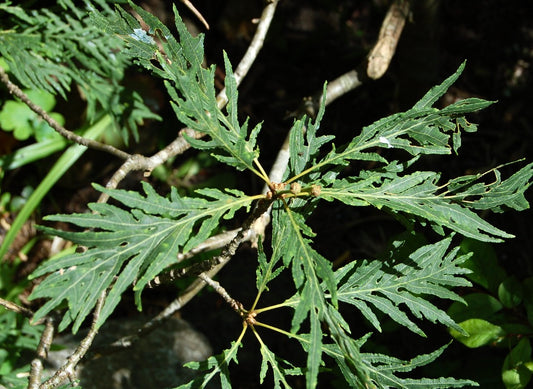 Quercus robur form PECTINATA 15-40cm