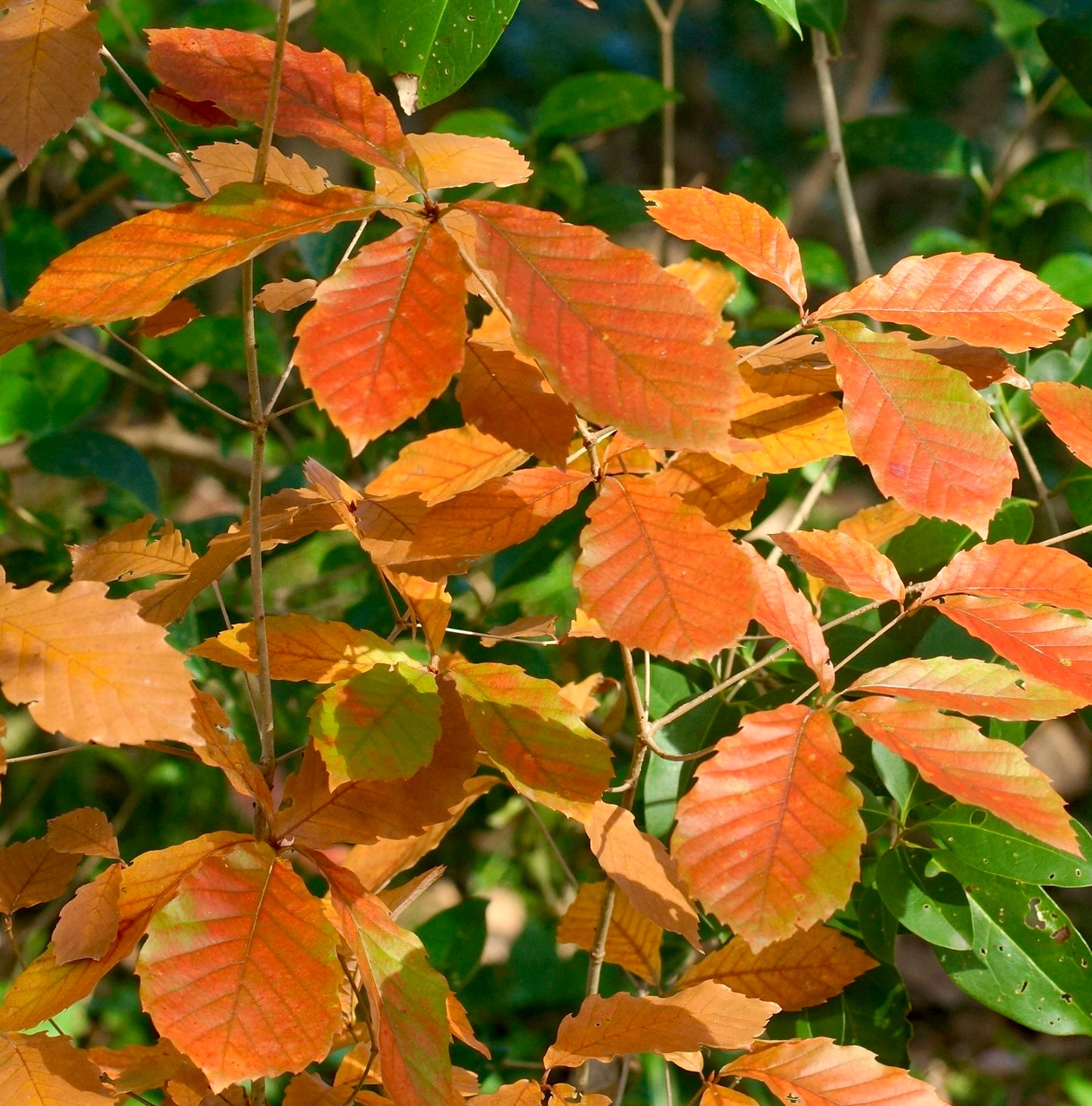 Quercus serrata 20-40cm