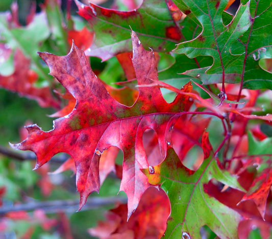 Quercus shumardii 5-20cm