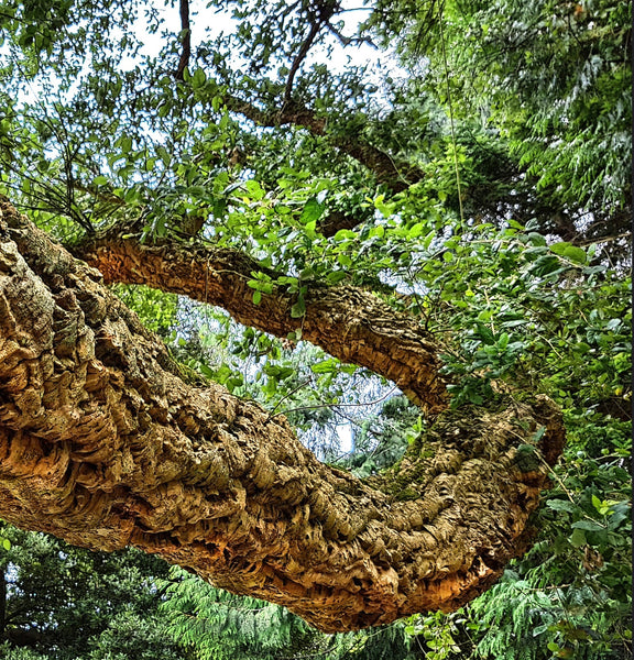 【現品】コルクの木　コルクガシ　樫の木　Quercus subur　8号　RD番 Quercus suber｜ユニークな風景のためのコルクオーク
