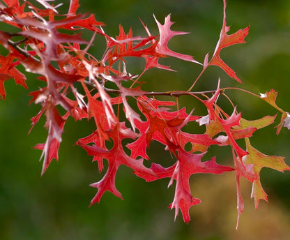 Quercus texana