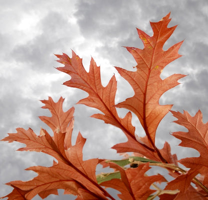 Quercus texana 'NEW MADRID' eikeblader i livlig høstorange mot overskyet himmel