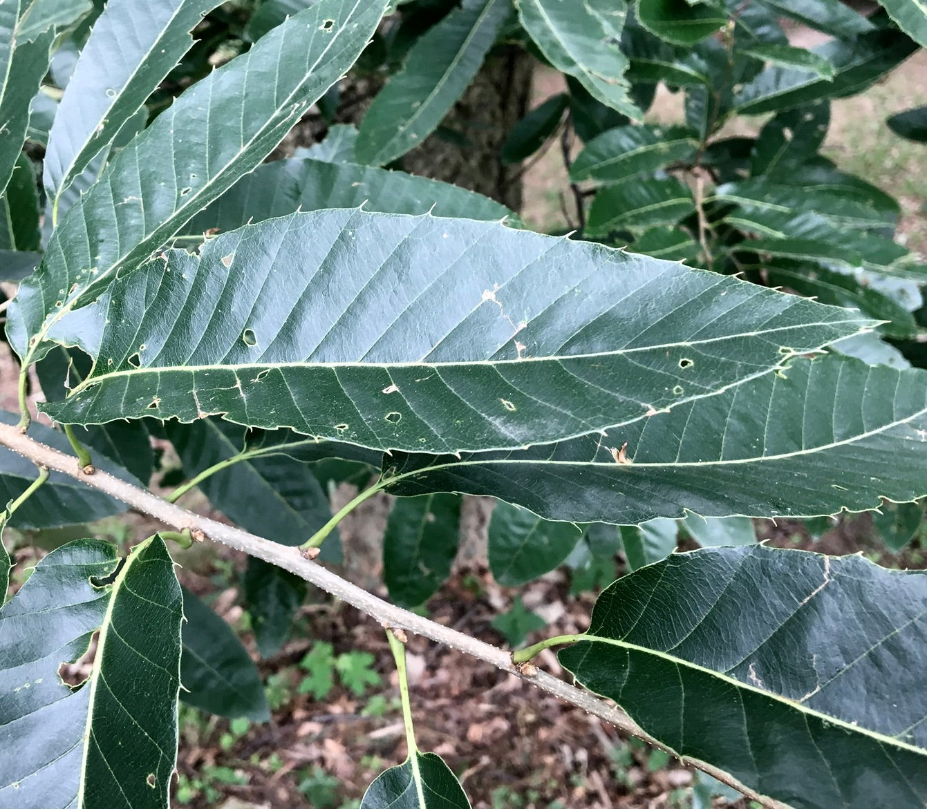 Quercus variabilis 15-40cm