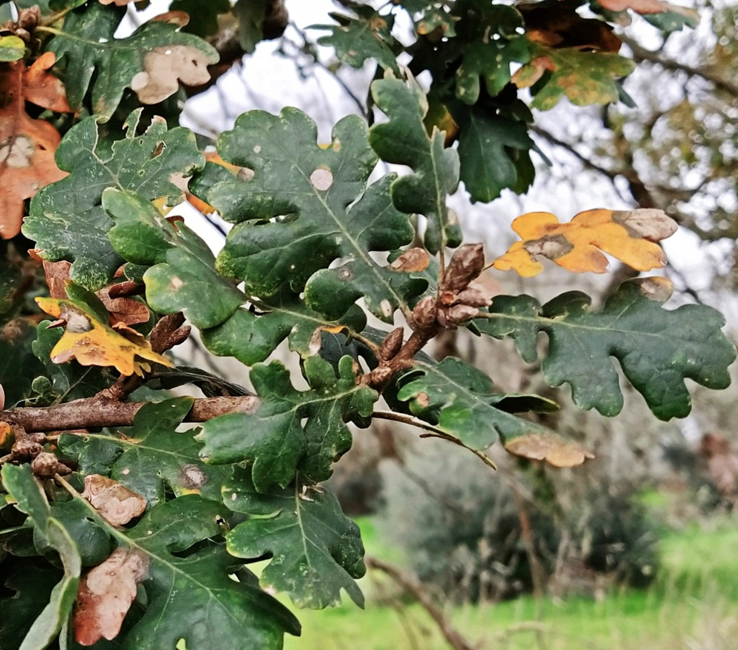 Quercus virgiliana