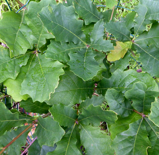 Quercus warei large lobed green leaves dense foliage oak plant