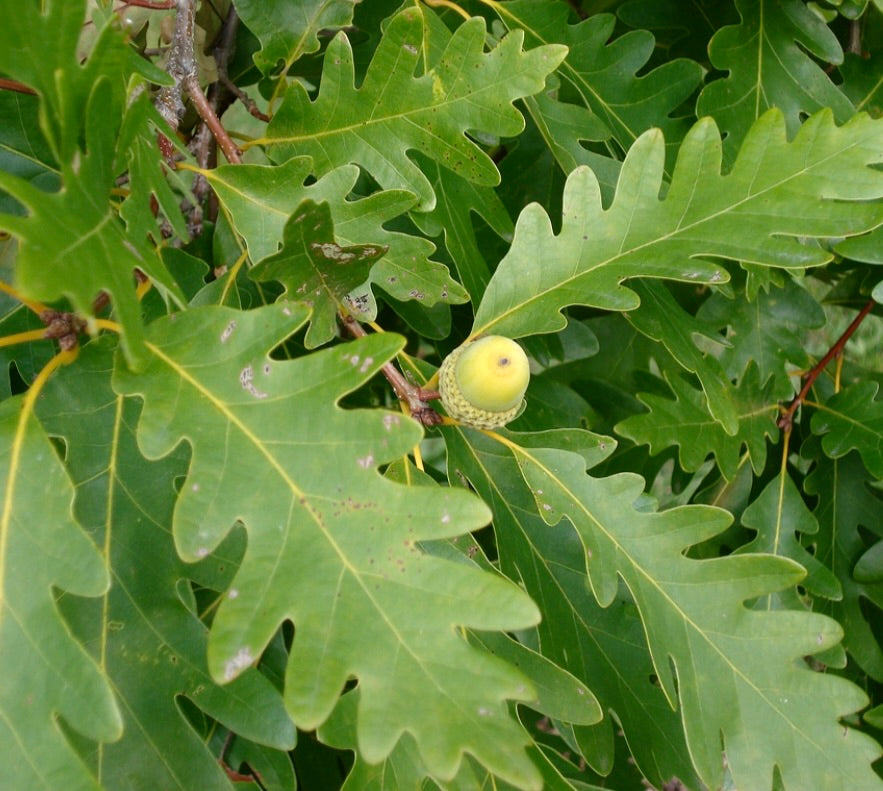 Quercus x bimundorum