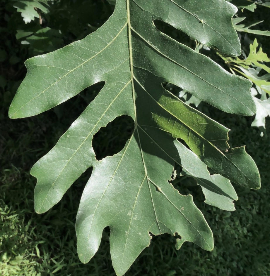 Quercus x megaleia 10-30cm