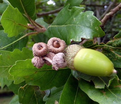 Quercus x turneri